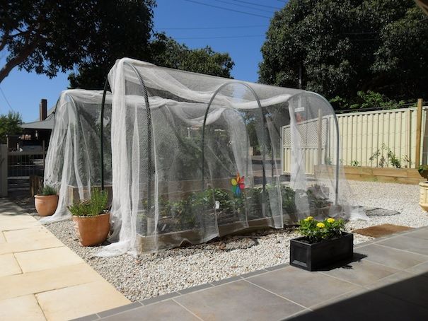  Adelaide Vegetable hoop house with white netting